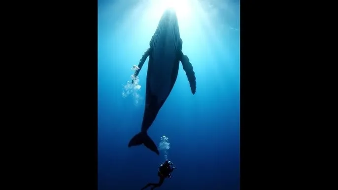 糖心 - 深蓝星球：探索海洋深处的未知世界